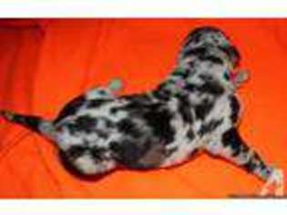 Great Dane Puppy for sale in TANNERSVILLE, PA, USA