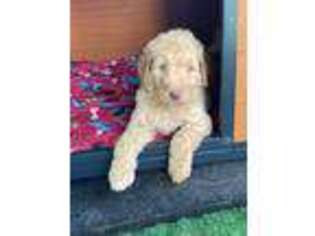 Goldendoodle Puppy for sale in Jay, ME, USA