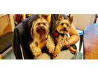 Yorkshire Terrier Puppy for sale in Oregon City, OR, USA