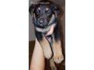 German Shepherd Dog Puppy for sale in Omaha, NE, USA