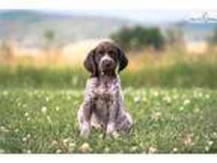 German Shorthaired Pointer Puppy for sale in Philadelphia, PA, USA