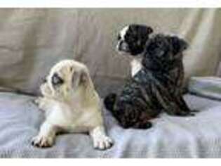 Pug Puppy for sale in Riverside, CA, USA