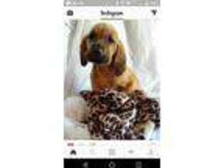 Bloodhound Puppy for sale in Bonifay, FL, USA