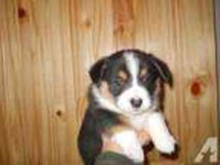 Pembroke Welsh Corgi Puppy for sale in VALE, OR, USA