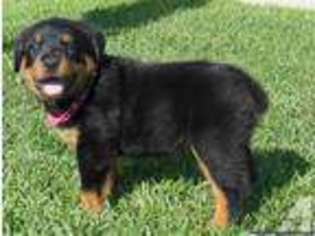 Rottweiler Puppy for sale in LADSON, SC, USA