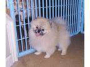 Pomeranian Puppy for sale in Modesto, CA, USA