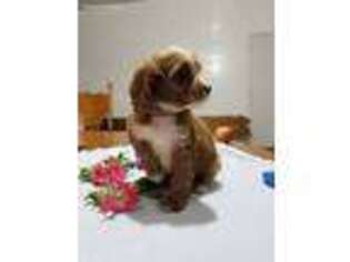 Cavapoo Puppy for sale in Flemingsburg, KY, USA