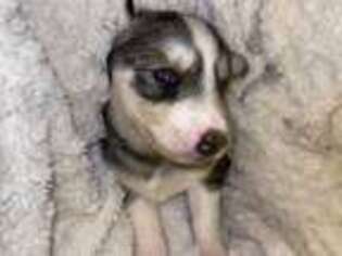 Siberian Husky Puppy for sale in Arlington, TX, USA