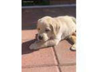 Labrador Retriever Puppy for sale in El Dorado Hills, CA, USA