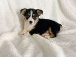 Pembroke Welsh Corgi Puppy for sale in Madison, OH, USA