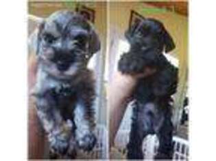 Mutt Puppy for sale in Rockport, TX, USA