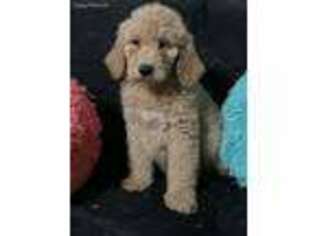 Goldendoodle Puppy for sale in Paige, TX, USA