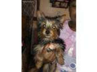 Yorkshire Terrier Puppy for sale in Metropolis, IL, USA