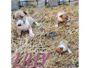 Bull Terrier Puppy for sale in Valley, AL, USA