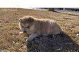Alaskan Malamute Puppy for sale in Parker, CO, USA