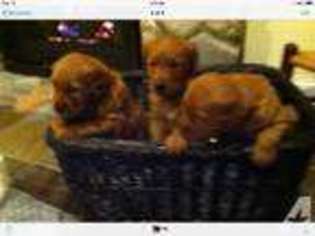 Golden Retriever Puppy for sale in HOPKINS, MN, USA