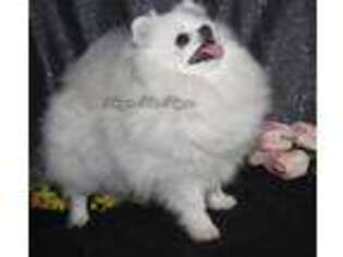 Pomeranian Puppy for sale in Mountain Grove, MO, USA