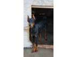 Doberman Pinscher Puppy for sale in Muldrow, OK, USA