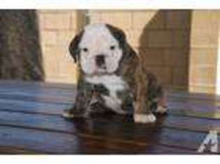 Bulldog Puppy for sale in COVINA, CA, USA