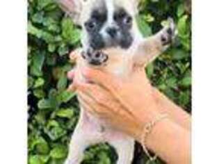 French Bulldog Puppy for sale in Melrose, FL, USA