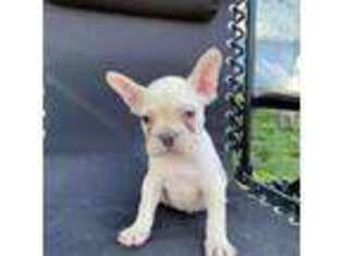 French Bulldog Puppy for sale in Smithfield, UT, USA