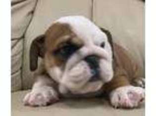 Bulldog Puppy for sale in Gray, KY, USA