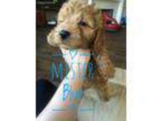 Goldendoodle Puppy for sale in Atoka, OK, USA