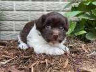 Havanese Puppy for sale in Riverhead, NY, USA