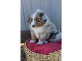Miniature Australian Shepherd Puppy for sale in Alamosa, CO, USA