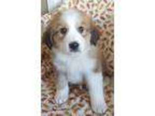 Mutt Puppy for sale in NEWPORT, NE, USA