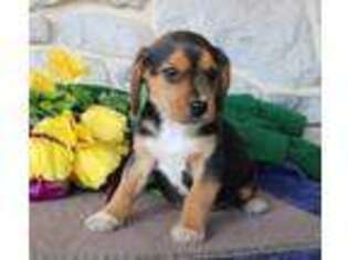Beagle Puppy for sale in Ephrata, PA, USA
