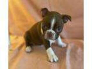 Boston Terrier Puppy for sale in Cameron, NC, USA