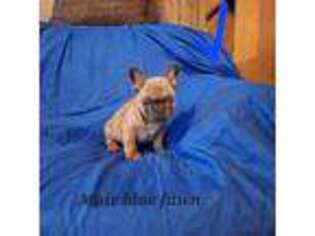 French Bulldog Puppy for sale in Warsaw, MO, USA