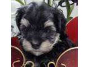 Havanese Puppy for sale in Semmes, AL, USA