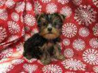 Yorkshire Terrier Puppy for sale in Old Monroe, MO, USA