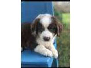Australian Shepherd Puppy for sale in Tompkinsville, KY, USA