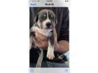 Cane Corso Puppy for sale in Shallotte, NC, USA