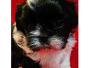 Mutt Puppy for sale in Florala, AL, USA