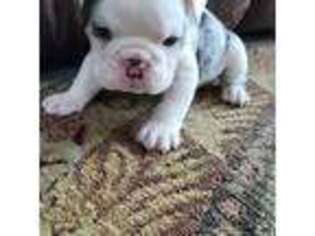 Bulldog Puppy for sale in Charles City, IA, USA