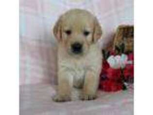 Golden Retriever Puppy for sale in Montezuma, GA, USA