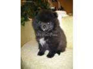 Pomeranian Puppy for sale in Raymore, MO, USA