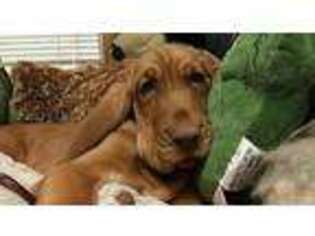 Bloodhound Puppy for sale in Concord, VA, USA