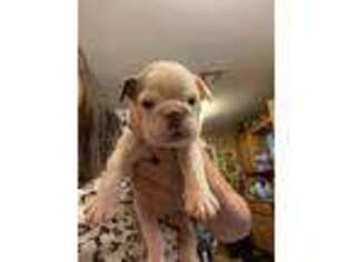 Bulldog Puppy for sale in Wister, OK, USA