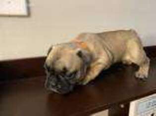 French Bulldog Puppy for sale in Milton, VT, USA