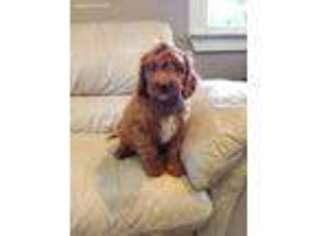 Cavapoo Puppy for sale in Paradise, PA, USA