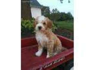 Saint Berdoodle Puppy for sale in Kokomo, IN, USA