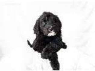Labradoodle Puppy for sale in Greensboro, NC, USA