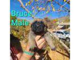 Mastiff Puppy for sale in Albuquerque, NM, USA