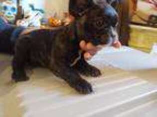 French Bulldog Puppy for sale in Latrobe, PA, USA