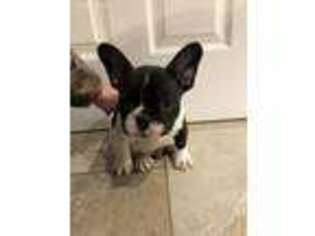 French Bulldog Puppy for sale in North East, MD, USA